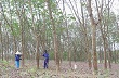 Ghi nhận những đóng góp quan trọng của Công ty TNHH MTV Cao su Quảng Trị trong phát triển kinh tế - xã hội tỉnh